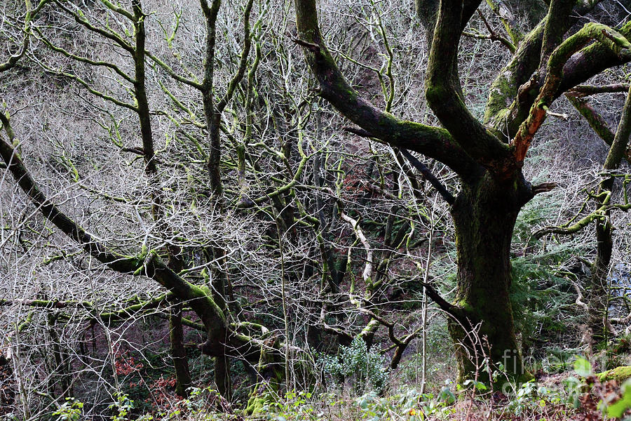 Ancient Oak Woodland in Winter Photograph by James Brunker