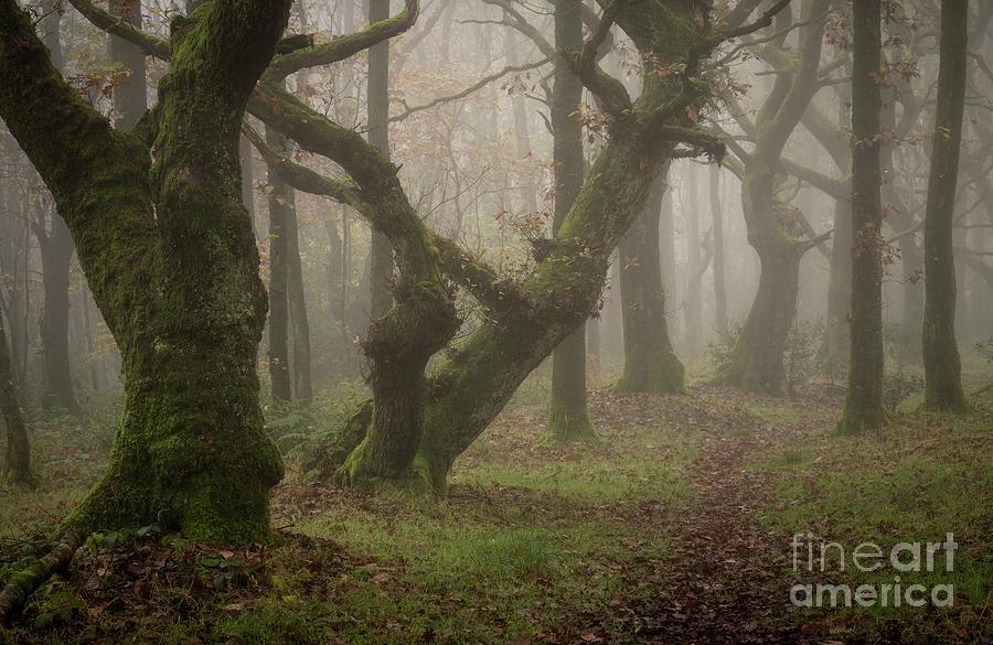 Ancient Oaks (quercus Robur) Photograph by Simon Booth/science Photo Library