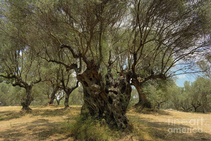 Ancient Olive Tree Photograph by David Parker/science Photo Library ...