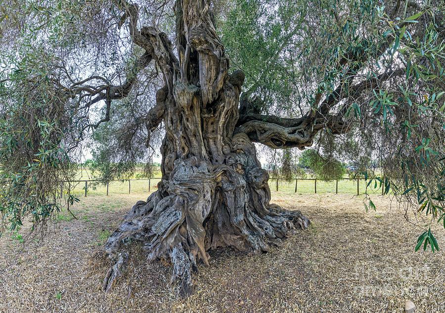 Ancient Olive Tree In Sardinia Photograph by Dr Juerg Alean/science Photo Library