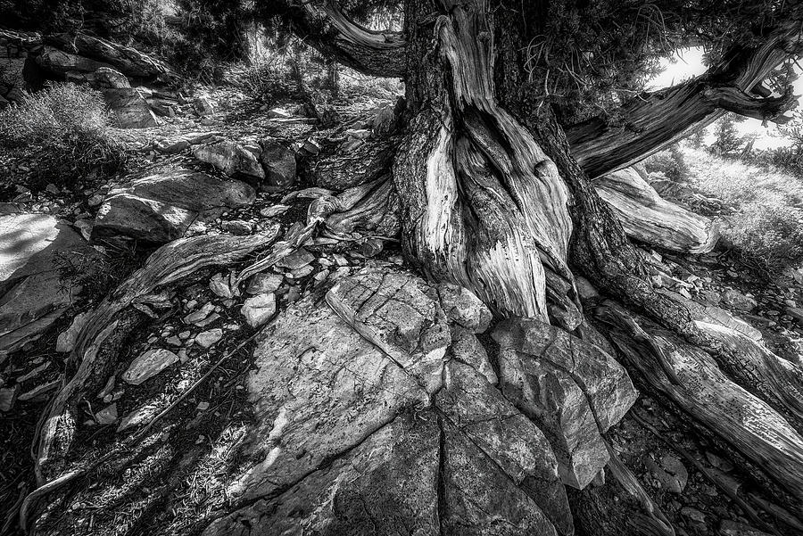 Tree Photograph - Ancient Pine And Rock by Bill Boehm