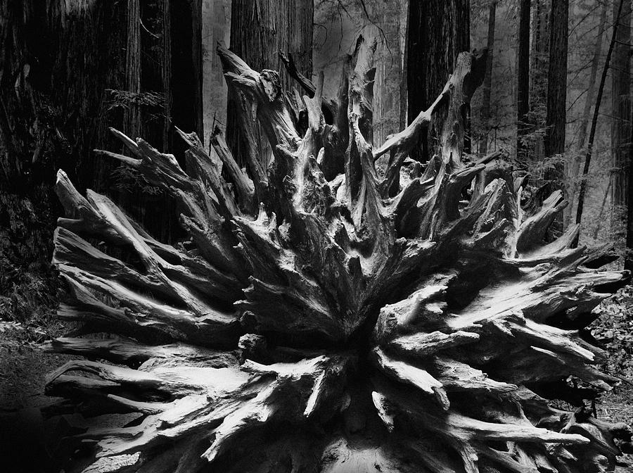 Ancient Redwood Forest Photograph by Larry Butterworth