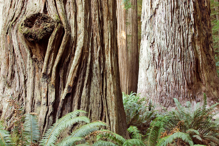 Ancient Redwoods - Stout Grove Photograph by Bill Gozansky