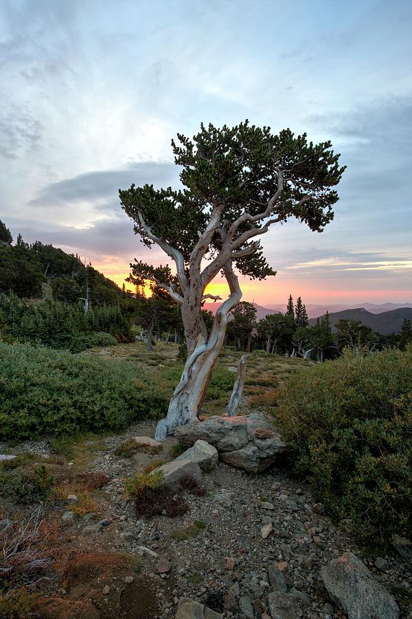 Ancient Tree Photograph by David Andersen