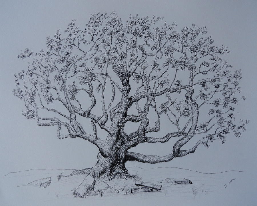 Ancient Tree Drawing by Susan Anderson