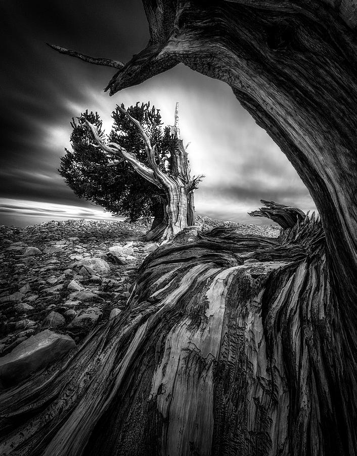 Ancient Trees Photograph by Aidong Ning