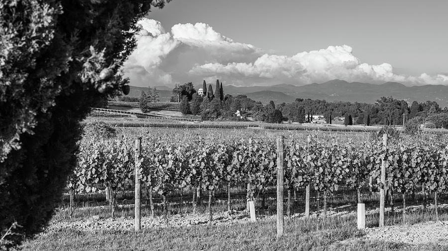 Ancient Vineyards In The Collio Hills. Friuli Black And White Photograph