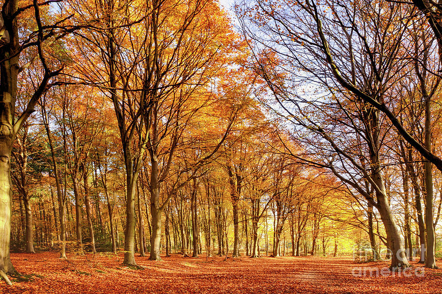 Ancient woodland in full autumn fall colors Photograph by Simon Bratt