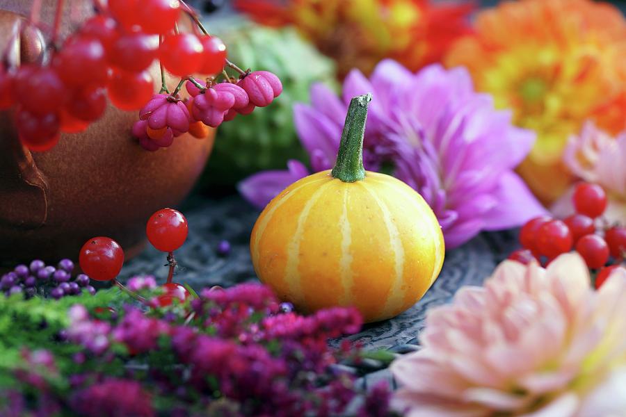 And Ornamental Squash Between Dahlias And Berries Photograph by Angelica Linnhoff