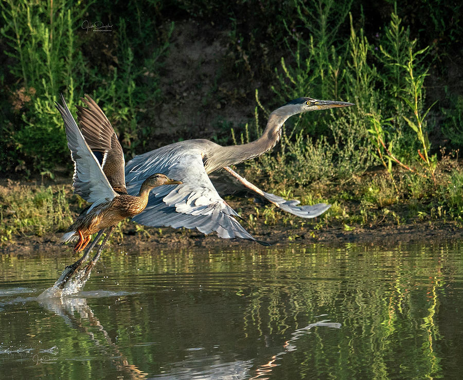 And theyre Off.  Mallard and Great Blue Heron Race Photograph by Judi Dressler