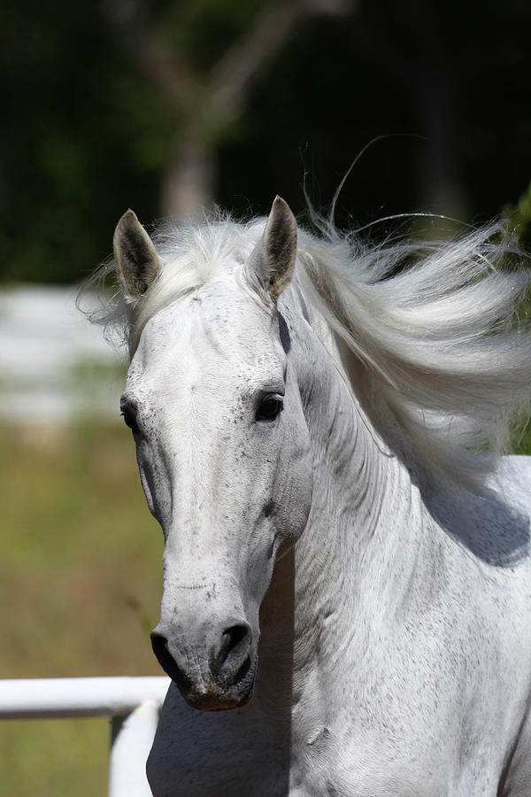 Andalusian 028 Photograph By Bob Langrish - Fine Art America