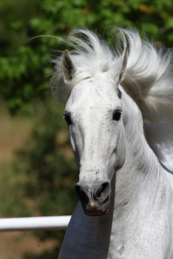 Andalusian 030 Photograph by Bob Langrish - Fine Art America