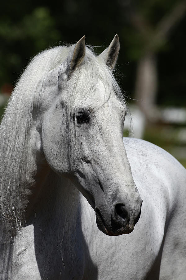 Andalusian 031 Photograph by Bob Langrish - Fine Art America