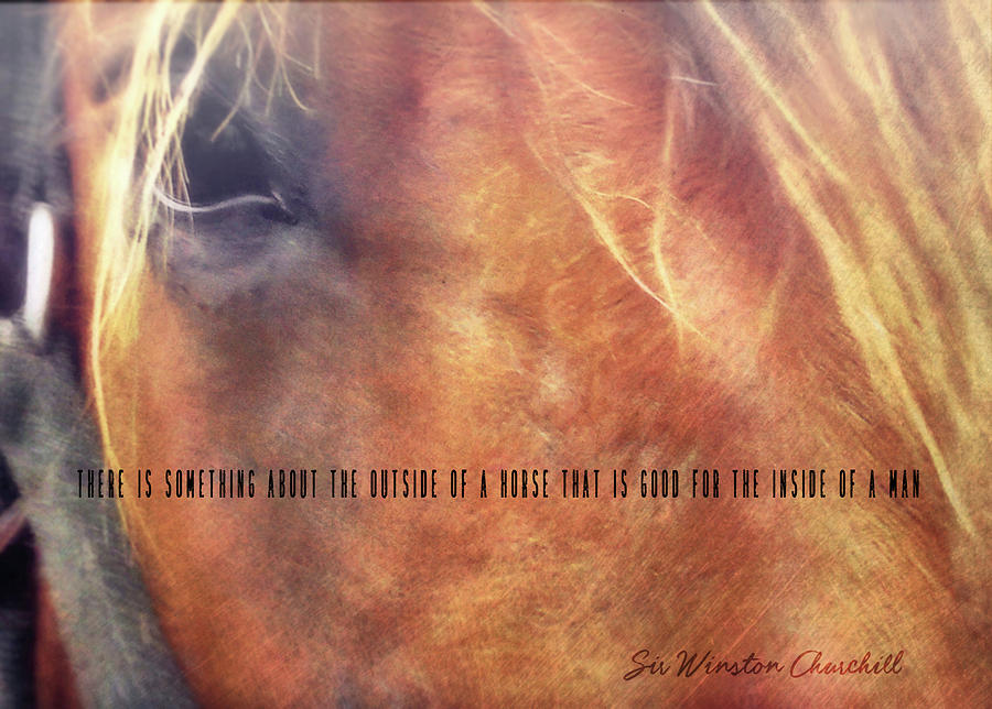 ANDALUSIAN EYE quote Photograph by Dressage Design