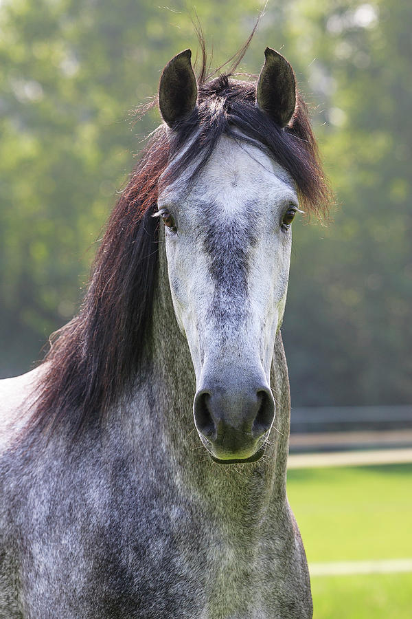 Andalusian Horse Portrait Photograph by Heike Odermatt