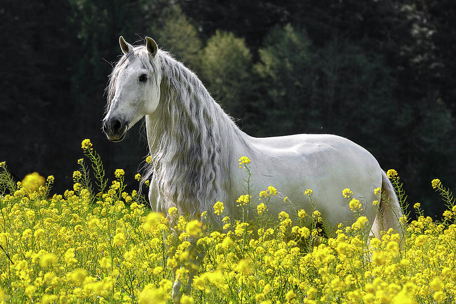 Andalusian In Yellow Photograph by Wes and Dotty Weber