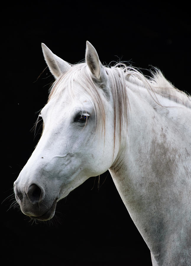 Andalusian Mare Photograph by Fmcg