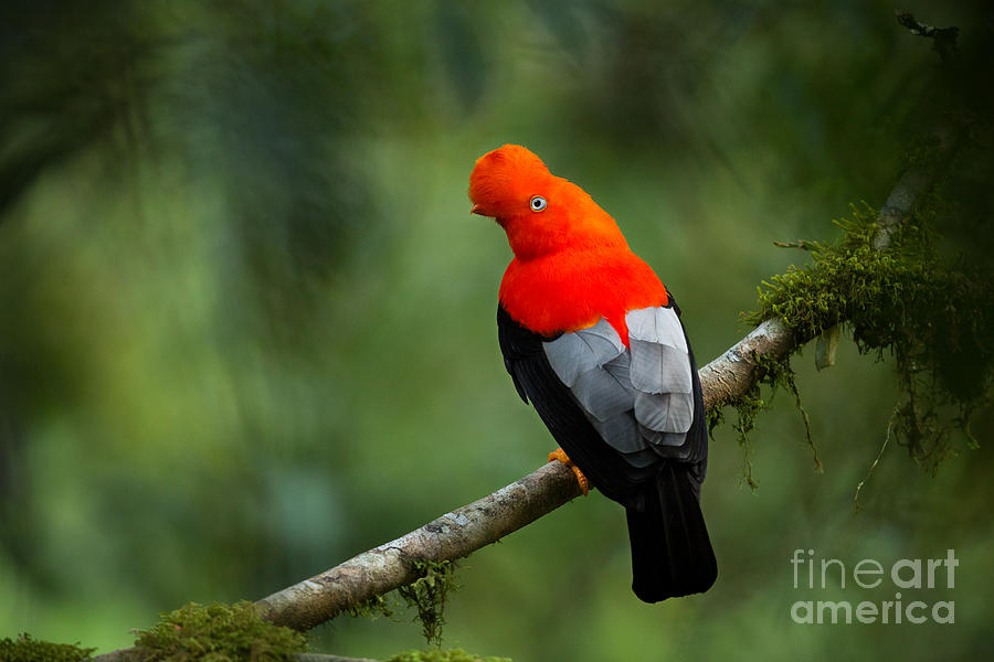 Feather Photograph - Andean Cock-of-the-rock In The by Photocechcz Feather Photograph - Andean Cock-of-the-rock In The by Photocechcz