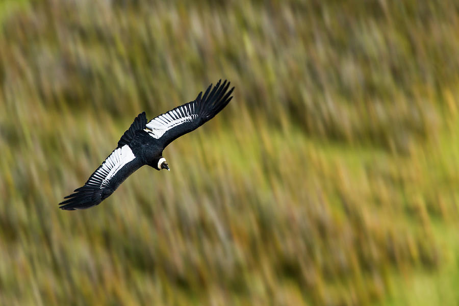 Andean Condor Flying Over Torres Del Paine Photograph by Sebastian Kennerknecht