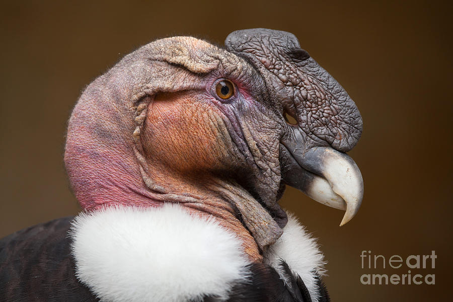 Prey Photograph - Andean Condor Vultur Gryphus Wildlife by Vladimir Wrangel Prey Photograph - Andean Condor Vultur Gryphus Wildlife by Vladimir Wrangel