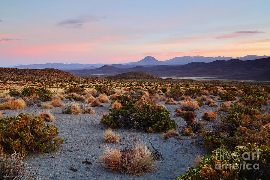 Andean Dry Puna at Sunset Isluga National Park Chile Photograph by James Brunker