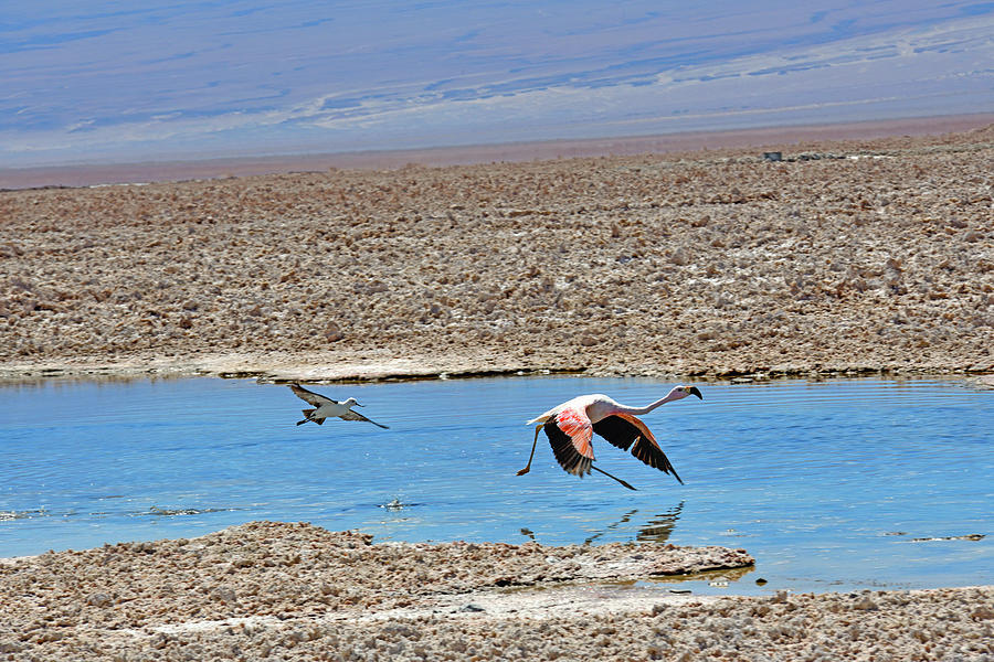 Andean Flamingo And Andean Avocet Taking Off, Salar Photograph by ...