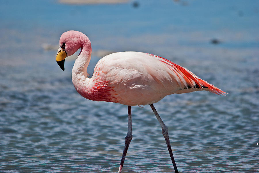 Andean Flamingo Photograph by Juan Carlos Ruiz San Millán, Santander, Spain