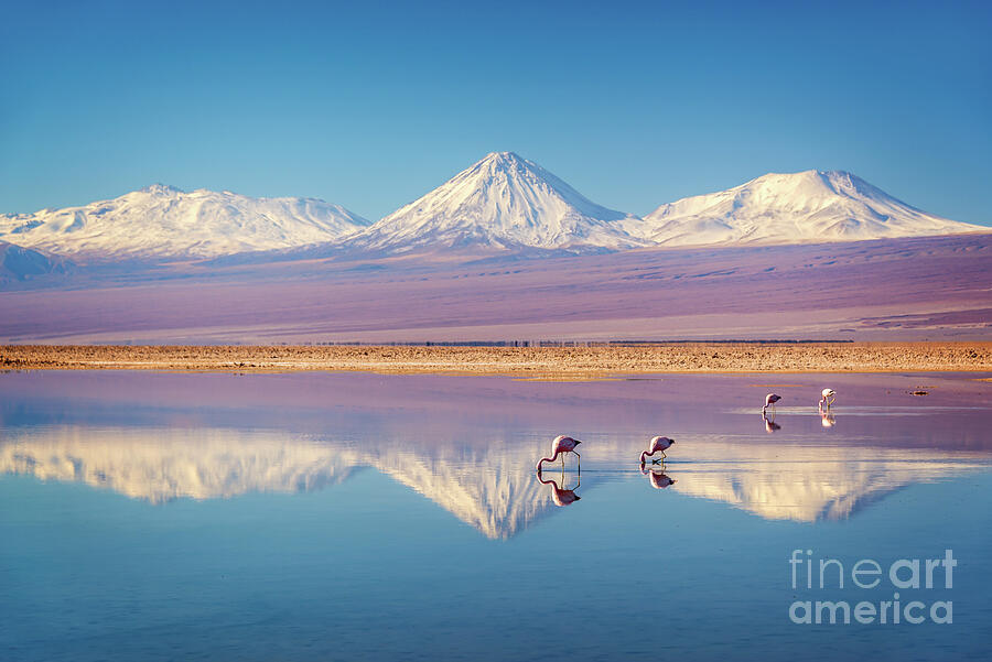 Andean flamingos in Atacama salar, Chile Photograph by Delphimages Photo Creations