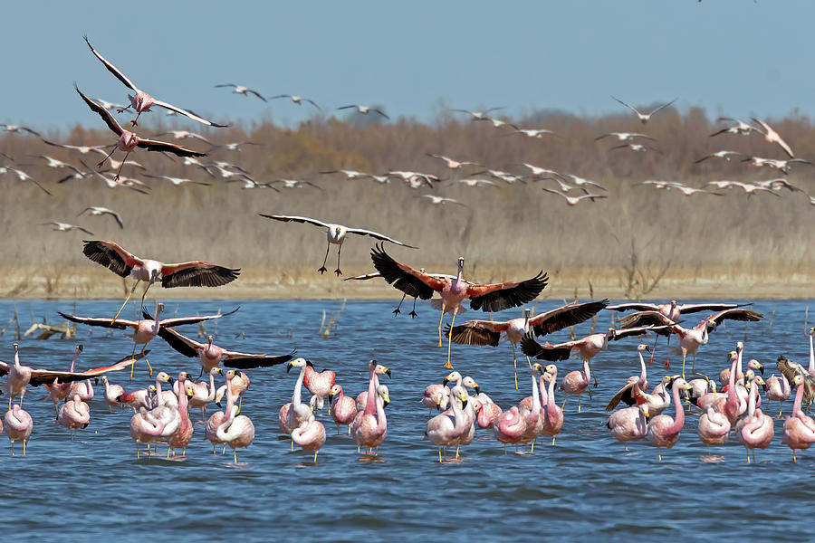 Andean Flamingos by Pablo Rodriguez Merkel Andean Flamingos by Pablo Rodriguez Merkel