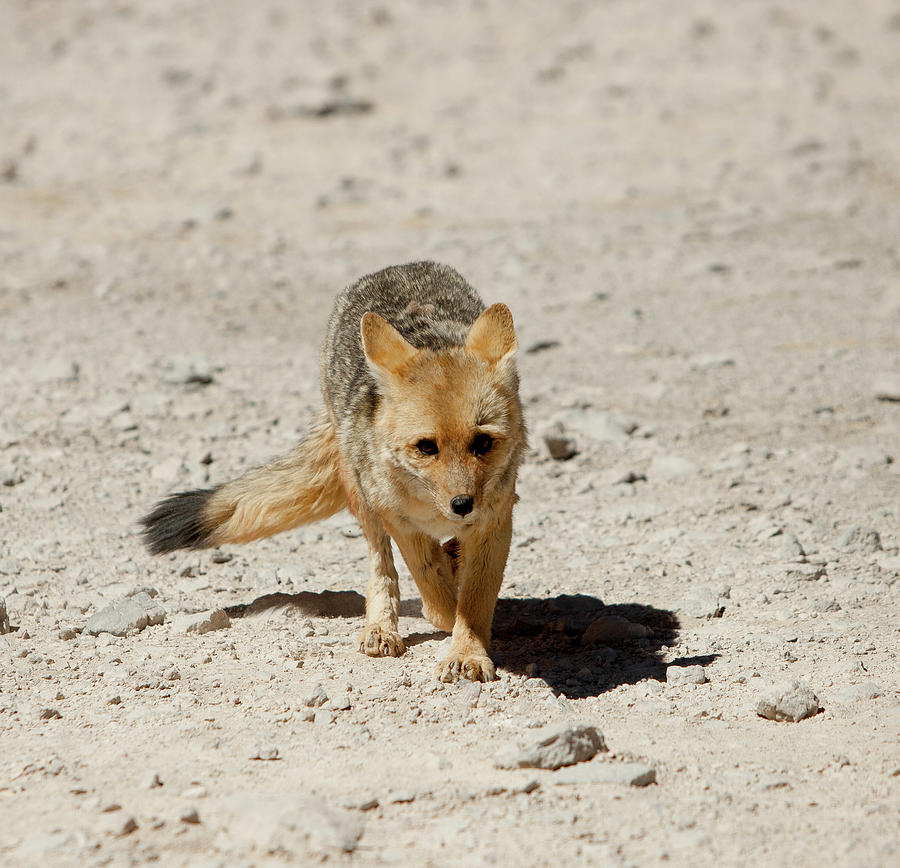 Andean Fox Photograph by Obliot