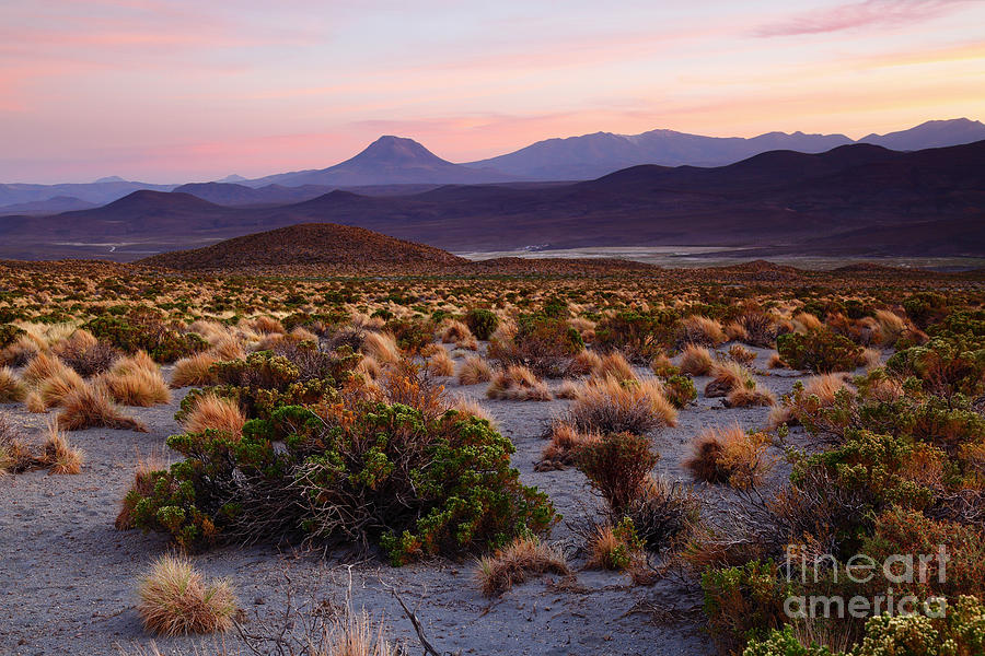 Andean Steppes at Sunset Isluga National Park Chile Photograph by James Brunker