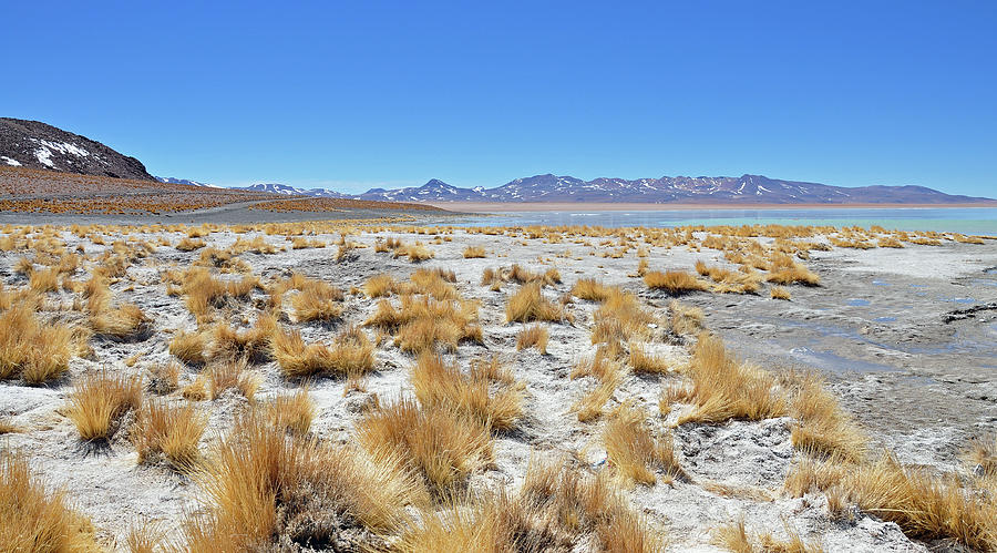 Andes Plateau Grass And Bush Landscape Photograph by Oliver J Davis Photography