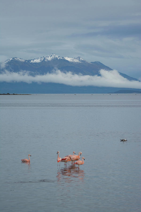 Andes with Flamingos Photograph by Patrick Nowotny