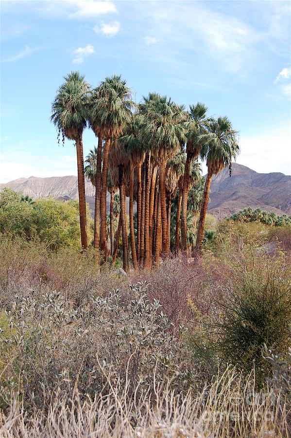 Andreas Canyon, Palm Springs Photograph