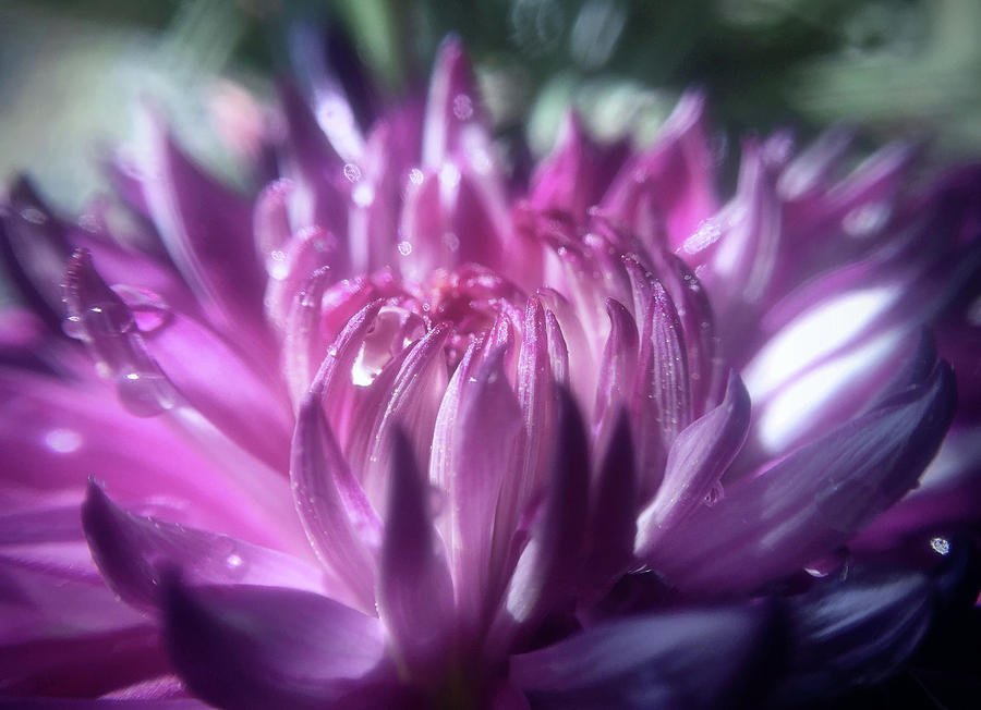Anemone 3 by Michael Van Huffel Anemone 3 by Michael Van Huffel