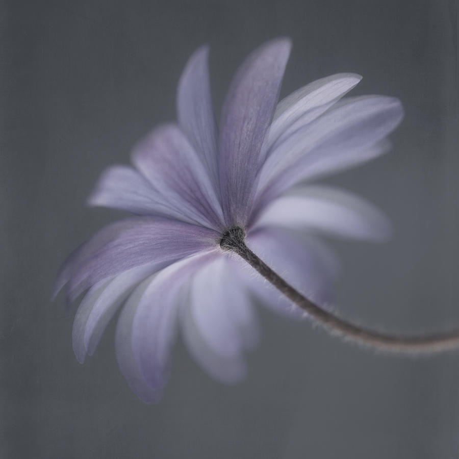 Flower Photograph - Anemone Blanda by Lotte Grnkjr
