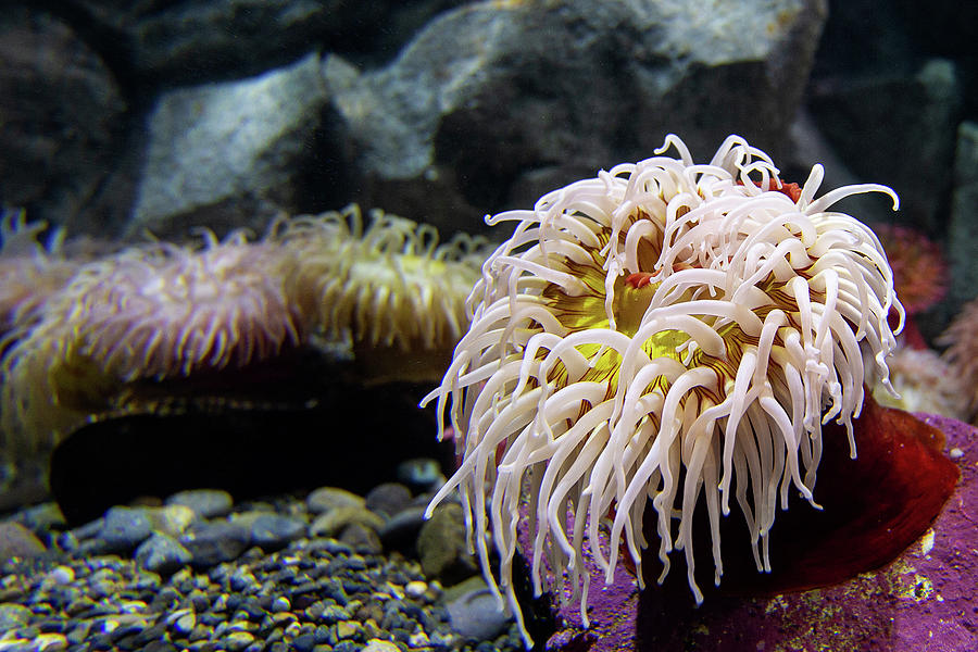 Anemone by Bob Cournoyer Anemone by Bob Cournoyer