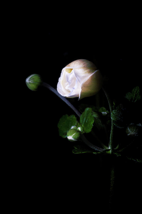 Anemone Buds by Cyndy Doty Anemone Buds by Cyndy Doty