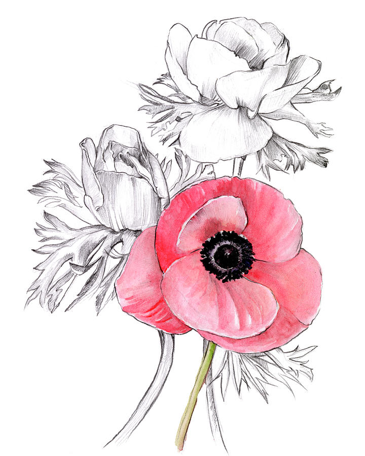 Anemone By Number I Painting by Jennifer Paxton Parker - Fine Art America