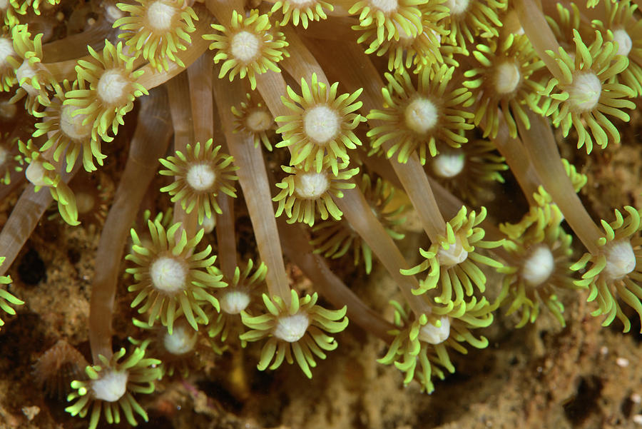 Anemone Coral Photograph by Andrew Martinez