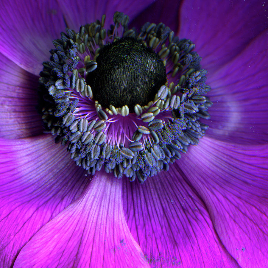 Anemone Coronaria Photograph by Photograph By Magda Indigo