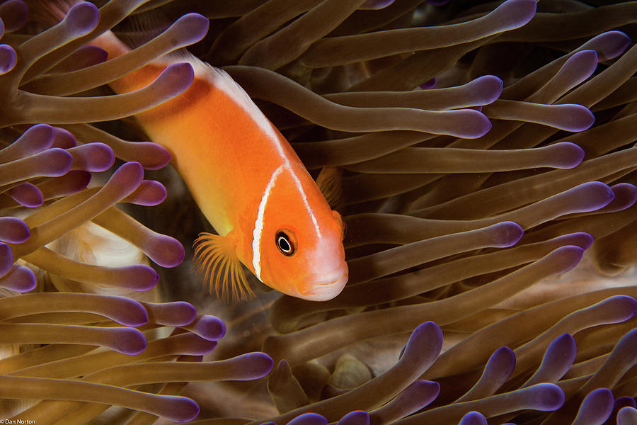 Anemone Fish 2 Photograph by Dan Norton
