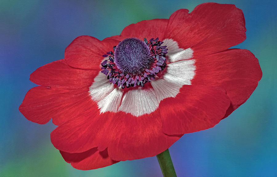 Anemone Flower Bloom Photograph by Susan Candelario