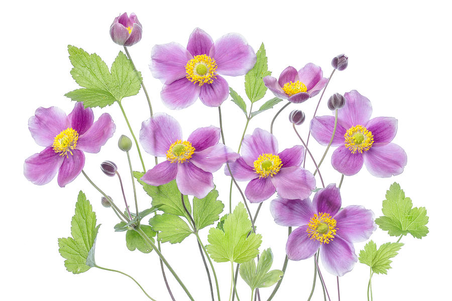 Flower Photograph - Anemone hadspen Abundance by Mandy Disher