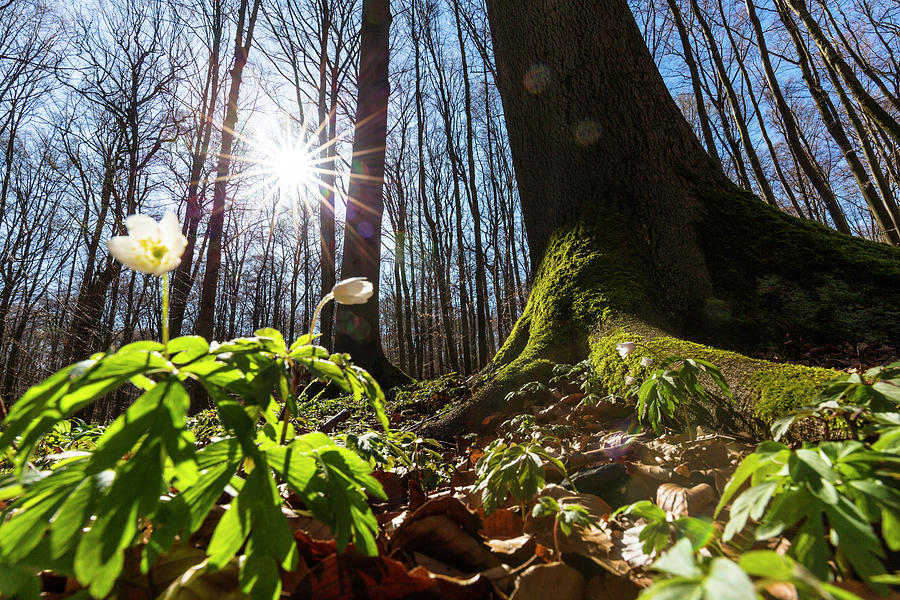 Spring Photograph - Anemone In Beech Forest In Spring, Anemone Nemorosa, Hainich National Park, Germany, Europe by Konrad Wothe