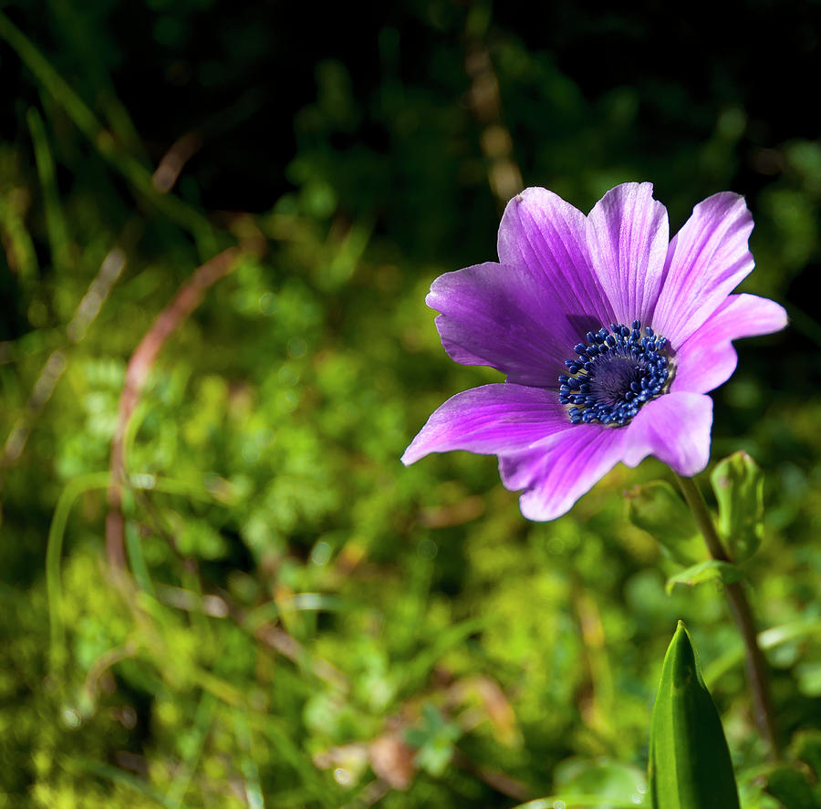 Anemone In Bloom Photograph by Elias Kordelakos Photography
