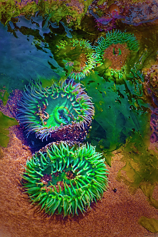 Anemone In Tide Pool Photograph by Dee Browning