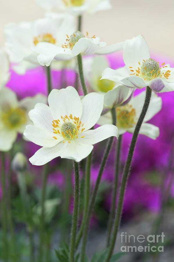 Anemone Magellanica Flowers Photograph by Tim Gainey