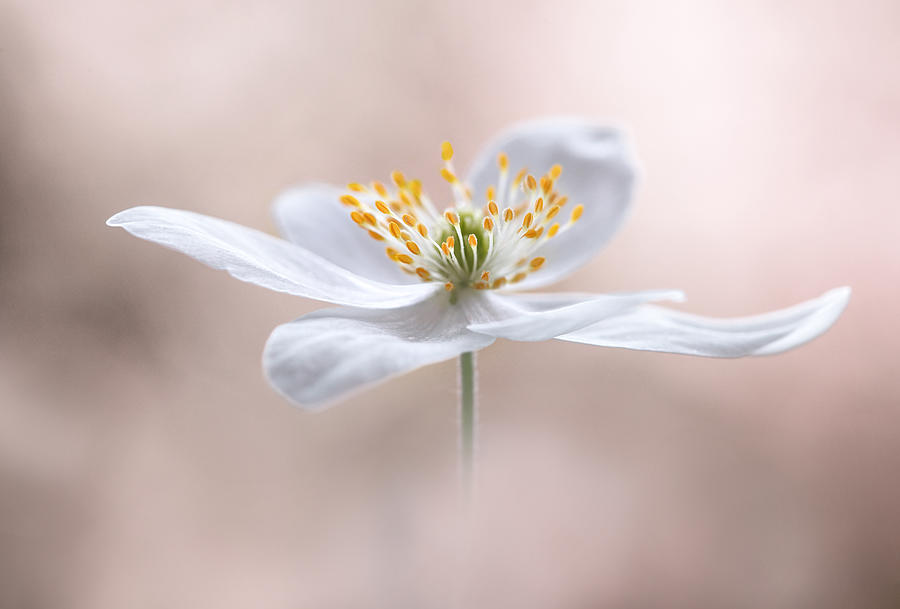 Flower Photograph - Anemone Nemorosa by Mandy Disher