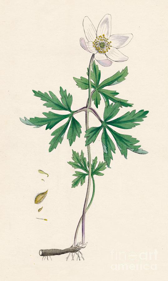 Anemone Nemorosa. Wood Anemone Drawing by Print Collector
